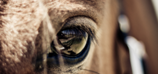 Prague horse's eye