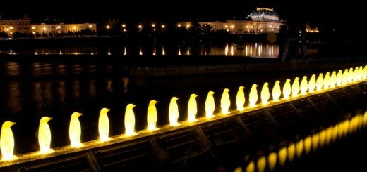 Penguins by Night